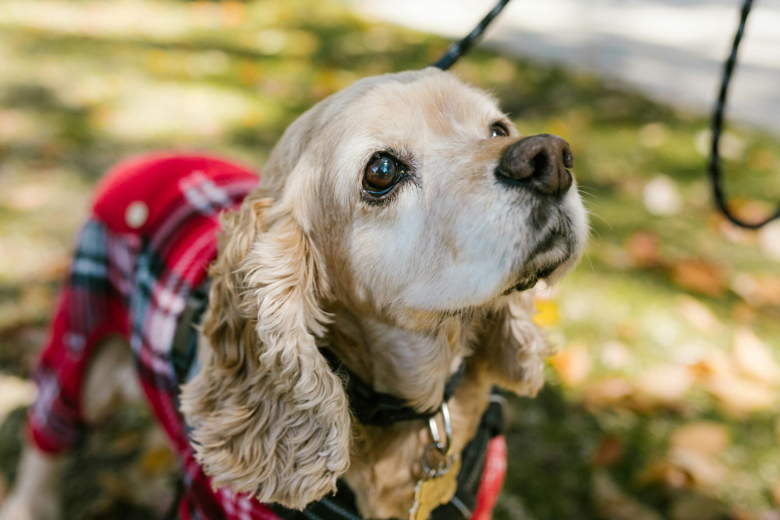 American cocker spaniel